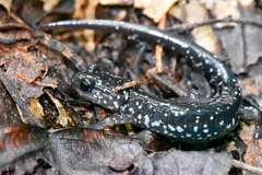 Plethodon cylindraceus