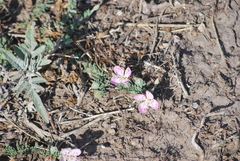 Oenothera canescens