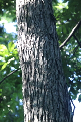 Carya laciniosa