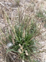 Plantago