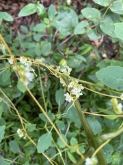 Cuscuta gronovii