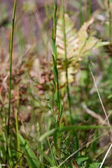 Solidago stricta