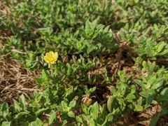 Oenothera laciniata