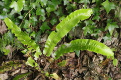 Asplenium scolopendrium scolopendrium