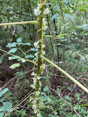 Cuscuta gronovii