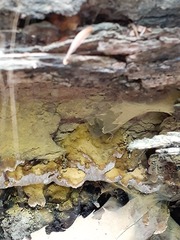 Inonotus glomeratus