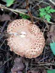 Echinoderma asperum