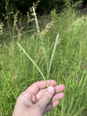 Paspalum floridanum