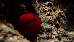 Actinia mediterranea