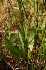 Solidago stricta