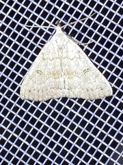 Chytolita morbidalis