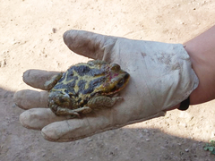Rhinella atacamensis