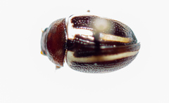 Calligrapha bidenticola
