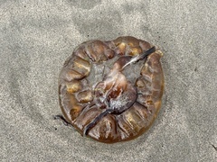 Chrysaora fuscescens