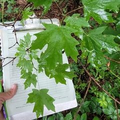 Acer floridanum