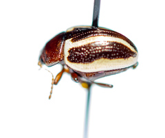 Calligrapha bidenticola