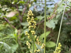 Sorghum