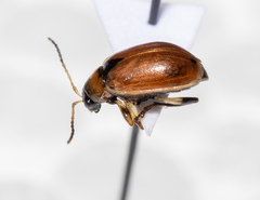 Cerotoma trifurcata