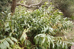 Hedychium