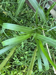 Sorghum