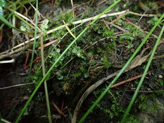 Plagiomnium rostratum