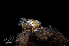 Felimare fregona