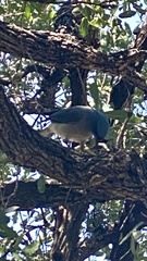 Aphelocoma wollweberi