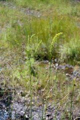 Solidago stricta