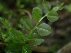 Plagiomnium rostratum