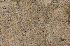 Circinaria hoffmanniana