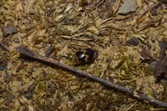 Ischyrus quadripunctatus