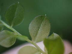 Plagiomnium rostratum