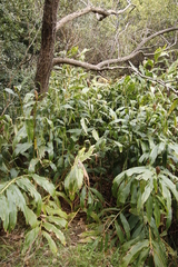 Hedychium