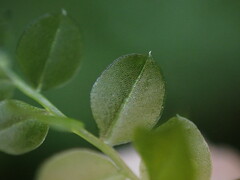 Plagiomnium rostratum