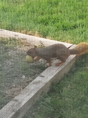 Sciurus niger