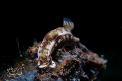 Felimare fregona