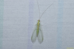 Chrysopa quadripunctata