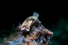 Felimare fregona