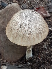 Leccinellum griseum