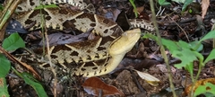Bothrops asper