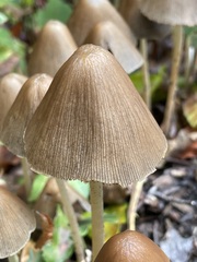 Parasola conopilea