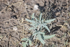 Ambrosia grayi