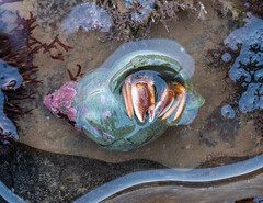 Pagurus acadianus