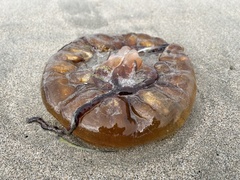 Chrysaora fuscescens