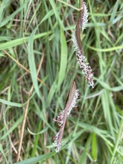 Sporobolus pumilus