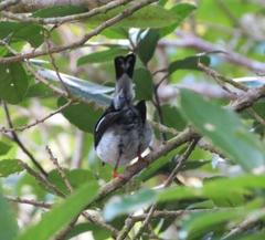 Petroica macrocephala