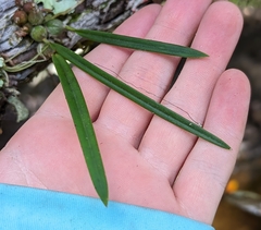 Encyclia tampensis
