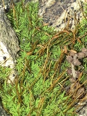 Tortula muralis