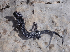 Salamandra atra