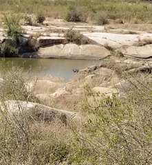 Hippopotamidae